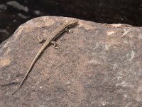 maudoc.com • Pyrenean Rock Lizard - Iberolacerta bonnali •  lucertola_pirenei04.jpg : Lucertola