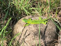 maudoc.com • Western Green Lizard - Ramarro occidentale - Lacerta bilineata •  IMG_2561.jpg : Ramarro