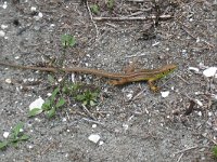 maudoc.com • Western Green Lizard - Ramarro occidentale - Lacerta bilineata •  ramarro.jpg : Ramarro occidentale