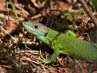 maudoc.com • Western Green Lizard - Ramarro occidentale - Lacerta bilineata •  ramarro IMG 8279.jpg : Ramarro