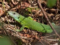 maudoc.com • Western Green Lizard - Ramarro occidentale - Lacerta bilineata •  ramarro IMG 8282.jpg : Ramarro