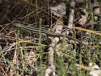 maudoc.com • Eastern Balkan Green Lizard - Ramarro gigante orientale - Lacerta diplochondrodes dobrogica •  IMG_6685.jpg : Ramarro