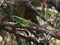 Green Lizard - Ramarro orientale - Lacerta viridis