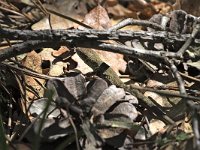maudoc.com • Green Lizard - Ramarro orientale - Lacerta viridis •  IMG_6713.jpg : Ramarro