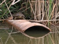 maudoc.com • Mediterranean Pond Turtle - Testuggine palustre mediterranea - Mauremys leprosa •  IMG_0325.jpg : Testuggine palustre