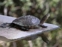 maudoc.com • Mediterranean Pond Turtle - Testuggine palustre mediterranea - Mauremys leprosa •  IMG_0665.jpg   Morocco : Testuggine palustre