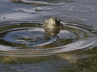 maudoc.com • Mediterranean Pond Turtle - Testuggine palustre mediterranea - Mauremys leprosa •  IMG_0816.jpg : Testuggine palustre