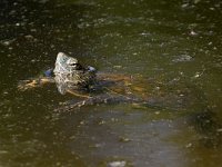 maudoc.com • Mediterranean Pond Turtle - Testuggine palustre mediterranea - Mauremys leprosa •  IMG_0818.jpg : Testuggine palustre