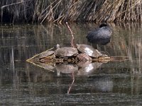 maudoc.com • Mediterranean Pond Turtle - Testuggine palustre mediterranea - Mauremys leprosa •  IMG_2016.jpg : Testuggine palustre