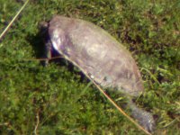 maudoc.com • Mediterranean Pond Turtle - Testuggine palustre mediterranea - Mauremys leprosa •  testuggine_spagna.jpg   Extremadura, Spain : Tartaruga