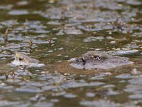 maudoc.com • Mediterranean Pond Turtle - Testuggine palustre mediterranea - Mauremys leprosa •  testuggine_spagna02.jpg   Extremadura, Spain : Tartaruga acquatica