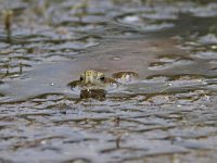 Mediterranean Pond Turtle - Testuggine palustre mediterranea - Mauremys leprosa