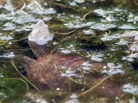 maudoc.com • Mediterranean Pond Turtle - Testuggine palustre mediterranea - Mauremys leprosa •  testuggine_spagna04.jpg   Extremadura, Spain : Tartaruga acquatica