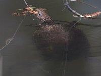 Balkan Terrapin - Testuggine palustre dei Balcani - Mauremys rivulata