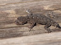 Kotschy&#39;s Naked-toed Gecko - Geco di Kotschy - Mediodactylus kotschyi