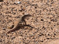 maudoc.com • Small-spotted Lizard - Mesalina guttulata •  IMG_9891.jpg : Lucertola