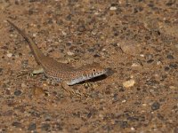 maudoc.com • Small-spotted Lizard - Mesalina guttulata •  IMG_9901.jpg : Lucertola