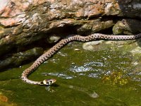 maudoc.com • Grass Snake - Natrice dal collare - Natrix natrix •  IMG_1461b.jpg : Natrice dal collare, Rana verde