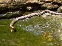 maudoc.com • Grass Snake - Natrice dal collare - Natrix natrix •  IMG_1476.jpg : Natrice dal collare