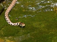 maudoc.com • Grass Snake - Natrice dal collare - Natrix natrix •  IMG_1482.jpg : Natrice dal collare