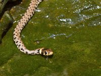 maudoc.com • Grass Snake - Natrice dal collare - Natrix natrix •  IMG_1484.jpg : Natrice dal collare