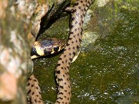 maudoc.com • Grass Snake - Natrice dal collare - Natrix natrix •  IMG_1487.jpg : Natrice dal collare