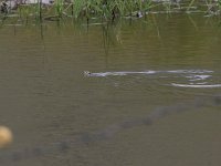 maudoc.com • Grass Snake - Natrice dal collare - Natrix natrix •  IMG_6278.jpg : Natrice dal collare