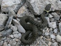 maudoc.com • Grass Snake - Natrice dal collare - Natrix natrix •  natricecollare01.jpg : Natrice dal collare