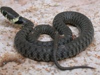 maudoc.com • Grass Snake - Natrice dal collare - Natrix natrix •  natricecollare02.jpg : Natrice dal collare