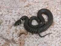 maudoc.com • Grass Snake - Natrice dal collare - Natrix natrix •  natricecollare03.jpg : Natrice dal collare