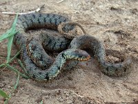 maudoc.com • Grass Snake - Natrice dal collare - Natrix natrix •  natricecollare04.jpg : Natrice dal collare
