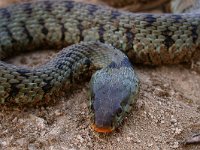 maudoc.com • Grass Snake - Natrice dal collare - Natrix natrix •  natricecollare05.jpg : Natrice dal collare