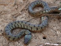 maudoc.com • Grass Snake - Natrice dal collare - Natrix natrix •  natricecollare06.jpg : Natrice dal collare