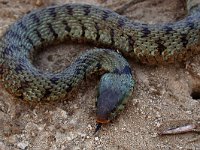 maudoc.com • Grass Snake - Natrice dal collare - Natrix natrix •  natricecollare07.jpg : Natrice dal collare