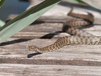 maudoc.com • Dice Snake - Natrice tassellata - Natrix tessellata •  IMG_0112.jpg : Natrice tassellata