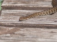 maudoc.com • Dice Snake - Natrice tassellata - Natrix tessellata •  IMG_0120.jpg : Natrice tassellata