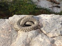 maudoc.com • Dice Snake - Natrice tassellata - Natrix tessellata •  natrice0417.jpg