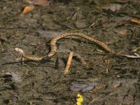 Dice Snake - Natrice tassellata - Natrix tessellata