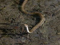 maudoc.com • Dice Snake - Natrice tassellata - Natrix tessellata •  natricetassellata02.jpg : Natrice tassellata