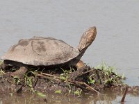 Serrated Hinged Terrapin - Pelusio a bordo sinuato - Pelusios sinuatus