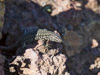 maudoc.com • Maltese Wall Lizard - Lucertola maltese - Podarcis filfolensis •  IMG_2092.jpg : Lucertola maltese