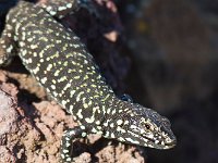 maudoc.com • Maltese Wall Lizard - Lucertola maltese - Podarcis filfolensis •  IMG_2093b.jpg : Lucertola maltese