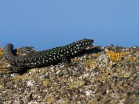 maudoc.com • Maltese Wall Lizard - Lucertola maltese - Podarcis filfolensis •  IMG_2105.jpg : Lucertola maltese