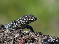 Maltese Wall Lizard - Lucertola maltese - Podarcis filfolensis