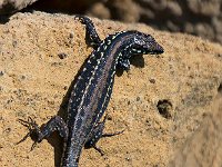 maudoc.com • Maltese Wall Lizard - Lucertola maltese - Podarcis filfolensis •   MG 1773.jpg : Lucertola maltese