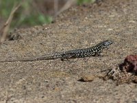 maudoc.com • Maltese Wall Lizard - Lucertola maltese - Podarcis filfolensis •   MG 1777.jpg : Lucertola maltese