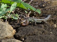 maudoc.com • Maltese Wall Lizard - Lucertola maltese - Podarcis filfolensis •   MG 1778.jpg : Lucertola maltese