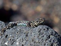 maudoc.com • Maltese Wall Lizard - Lucertola maltese - Podarcis filfolensis •   MG 1802.jpg : Lucertola maltese