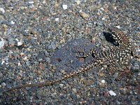 maudoc.com • Maltese Wall Lizard - Lucertola maltese - Podarcis filfolensis •   MG 1808.jpg : Lucertola maltese