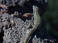 maudoc.com • Maltese Wall Lizard - Lucertola maltese - Podarcis filfolensis •   MG 1887.jpg : Lucertola maltese